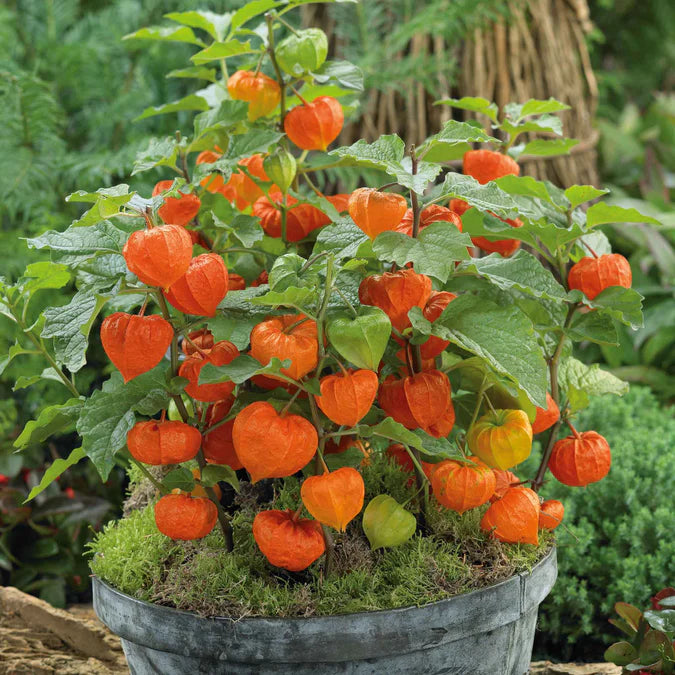 Flower Chinese Lantern – David's Garden Seeds®
