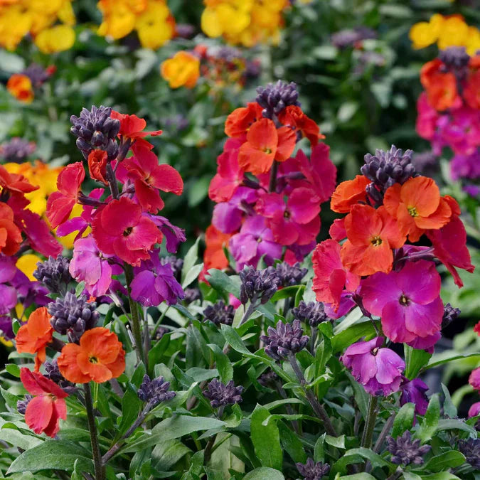 オリジナルThe Wallflowers - Blushing 〜 12インチ Flower Wallflower Seeds – David's Garden Seeds®