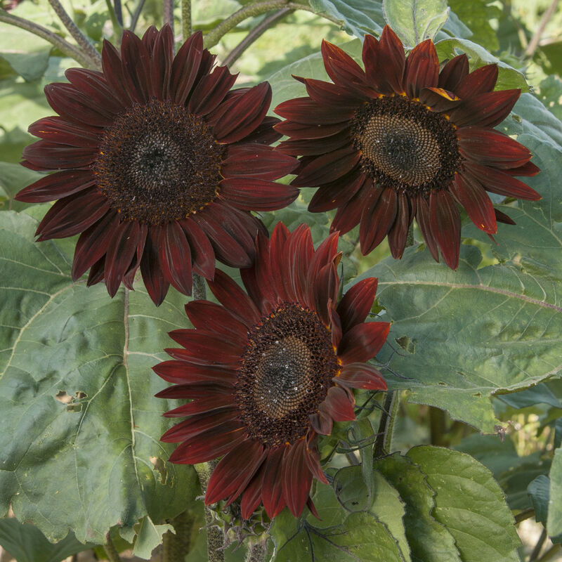 Sunflower Tall Branching Stem Chocolate 25 Non-GMO, Heirloom Seeds
