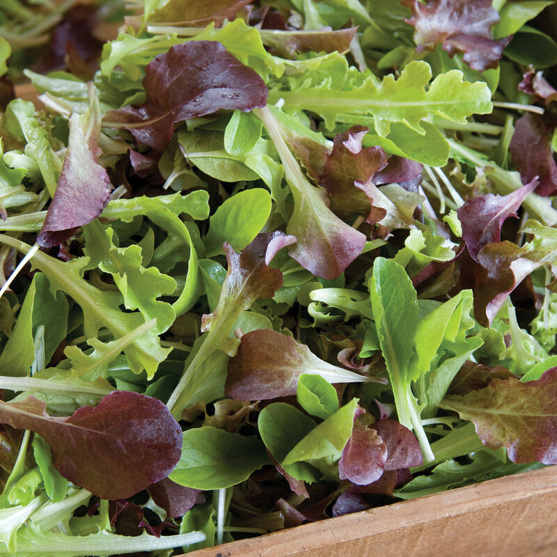 Encore Mix Lettuce is a lettuce mix with stunning colors, shapes and textures. Varieties include Dark Red Lollo Rossa, Firecracker, Red Saladbowl, Tango, Parris Island, Deer Tongue and Rouge D&