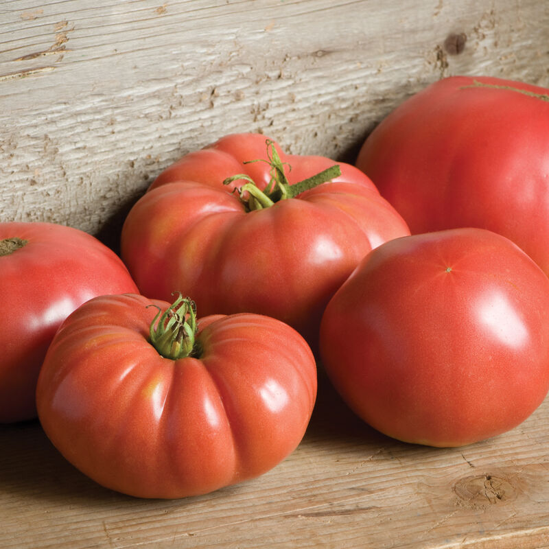 Tomato Beefsteak Indeterminate Brandywine Pink 25 Non-GMO, Heirloom Se –  David's Garden Seeds®