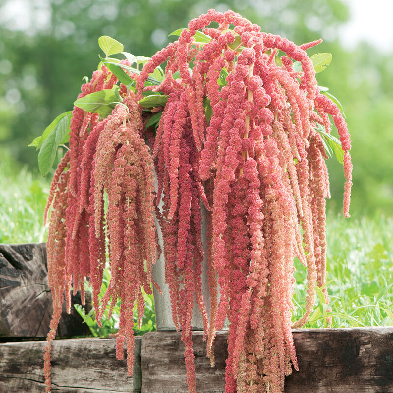 amaranth seed plant Flower Amaranth Coral Fountain 500 Non-GMO, Heirloom Seeds – David's Garden Seeds®