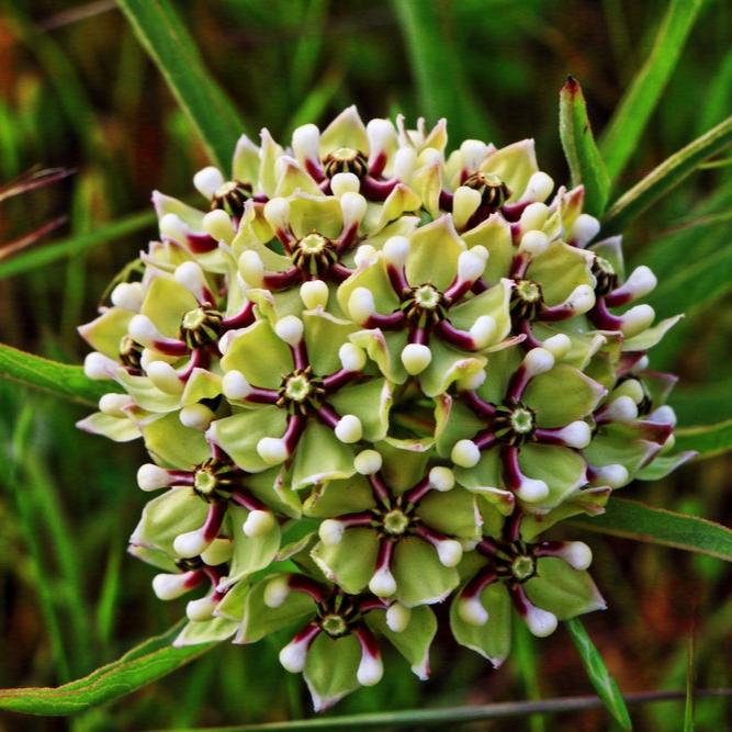 texas native plant seeds Flower Native Texas Milkweed Antelope Horn 25 Non-GMO, Heirloom Seeds