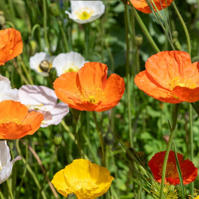 Flower Poppy Iceland Mix 200 Non-GMO, Heirloom Seeds