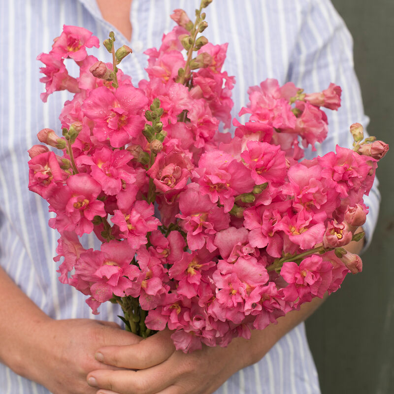 Flower Snapdragon Madame Butterfly Rose 50 Non-GMO, Hybrid Seeds