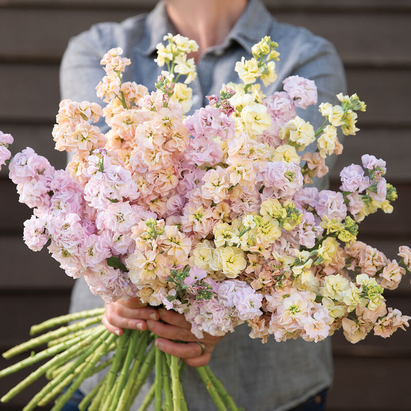 silk flower seeds Flower Stock Iron Pastel Mix 50 Non-GMO, Heirloom Seeds – David's Garden Seeds®