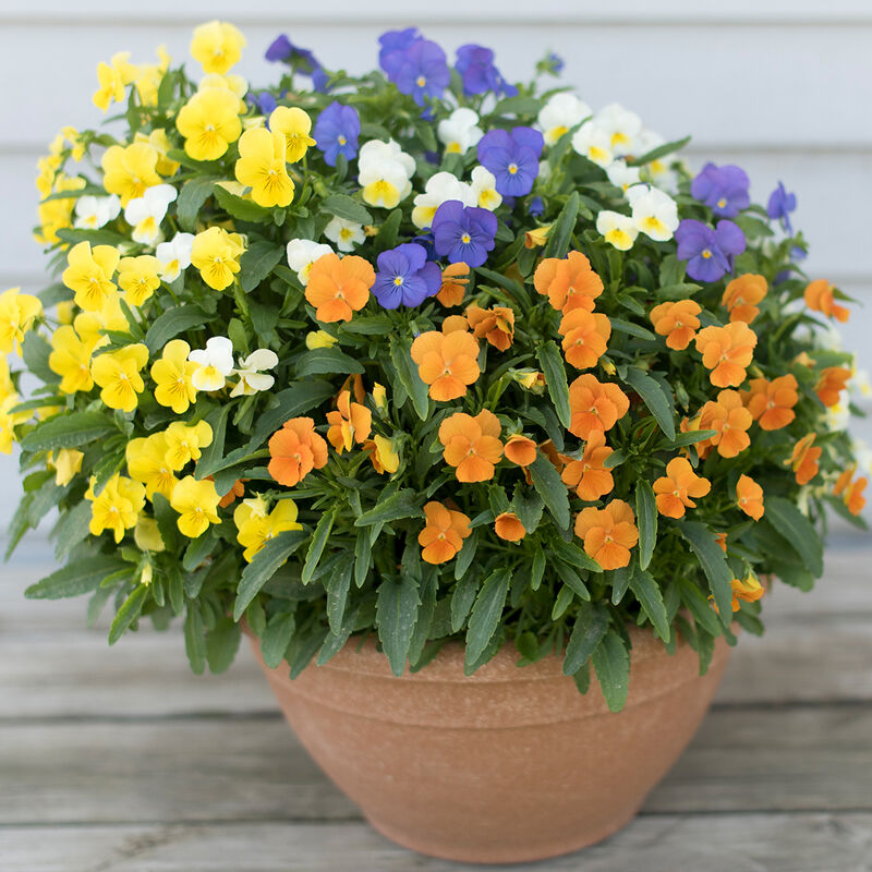 viola seeds planting Flower Viola Penny All Season Mix 25 Non-GMO, Hybrid Seeds – David's Garden Seeds®