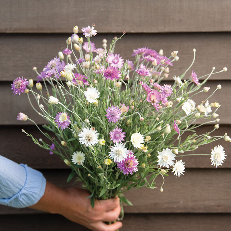 seed paper flower bouquet Flower Xeranthemum Paper Flower Double Mixture 50 Non-GMO, Heirloom Seeds