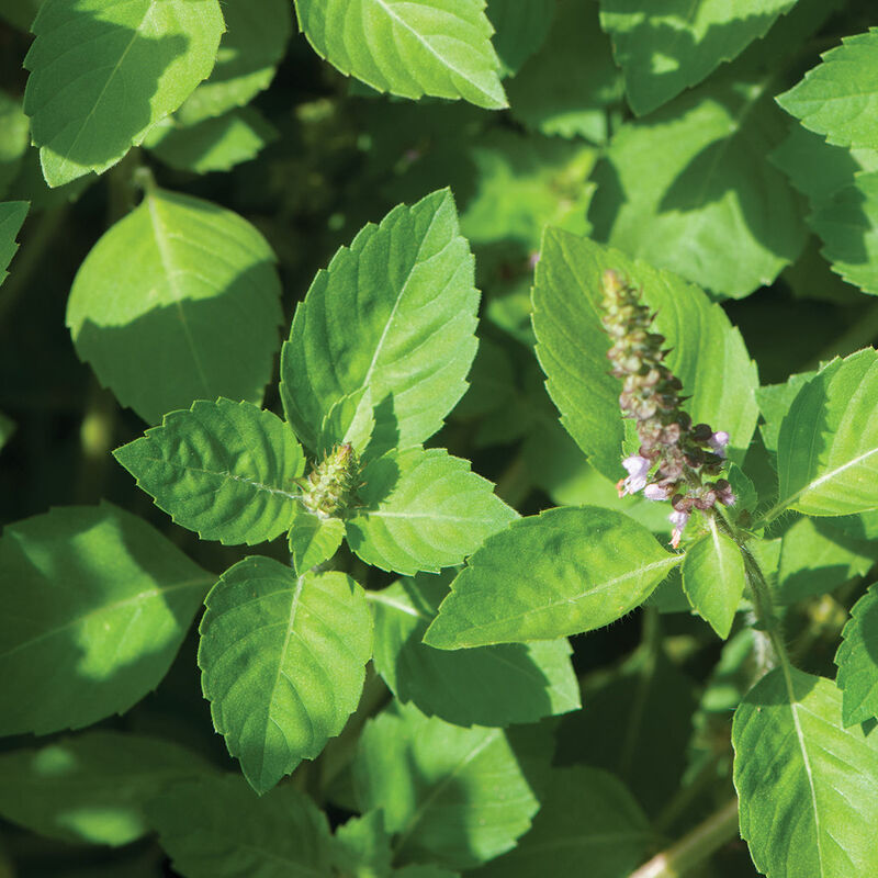 tulsi seeds for planting Herb Basil Tulsi Kapoor Sacred 100 Non-GMO, Heirloom Seeds