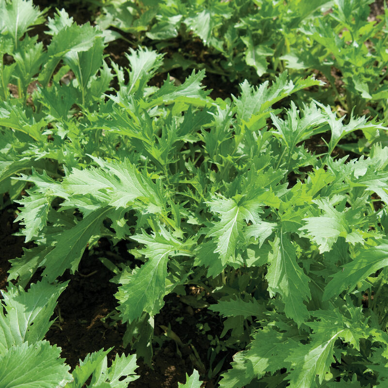 asian seeds for garden Leafy Greens Asian Mizuna 200 Non-GMO, Heirloom Seeds