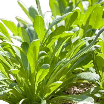 Leafy Greens Mustard Mibuna 200 Non-GMO, Heirloom Seeds