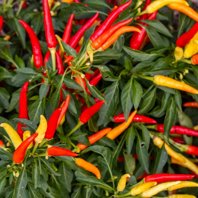 thai pepper seeds planting Pepper Hot Thai Ornamental 25 Non-GMO, Heirloom Seeds – David's Garden Seeds ®