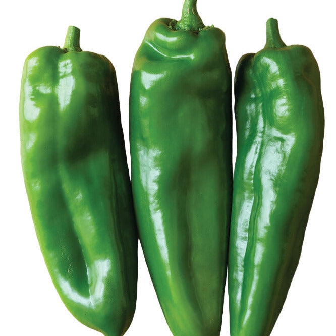 anaheim chili plant Pepper Chili Anaheim Spitfire 10 Non-GMO, Hybrid Seeds