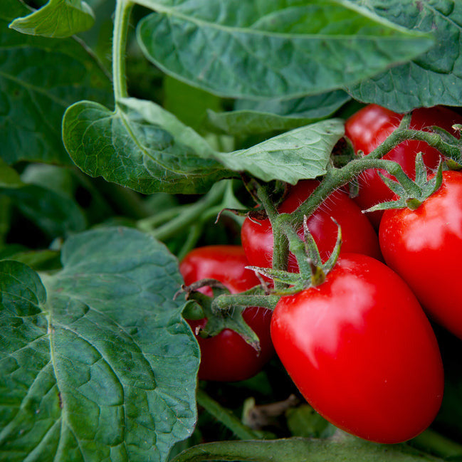 planting roma tomatoes from seed Tomato Paste Roma Determinate 25 Non-GMO, Heirloom Seeds