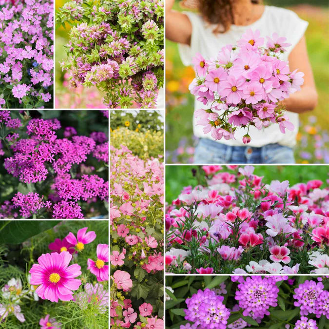 wildflower seeds nearby Wildflower Pretty in Pink 200 Non-GMO, Heirloom Seeds – David's Garden Seeds ®
