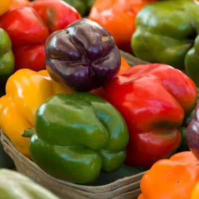 Rather than having to decide which color bell pepper to plant, we created our Rainbow Bell Blend so you could have the best of both worlds - the ability to plant several different colored sweet bells at just one price! This mix contains big, blocky bells in red, green, yellow, orange, purple and chocolate. Get ready to add some fun color to your garden and dinner table! Harvest in about 80 days. Germination rate about 80% or better.