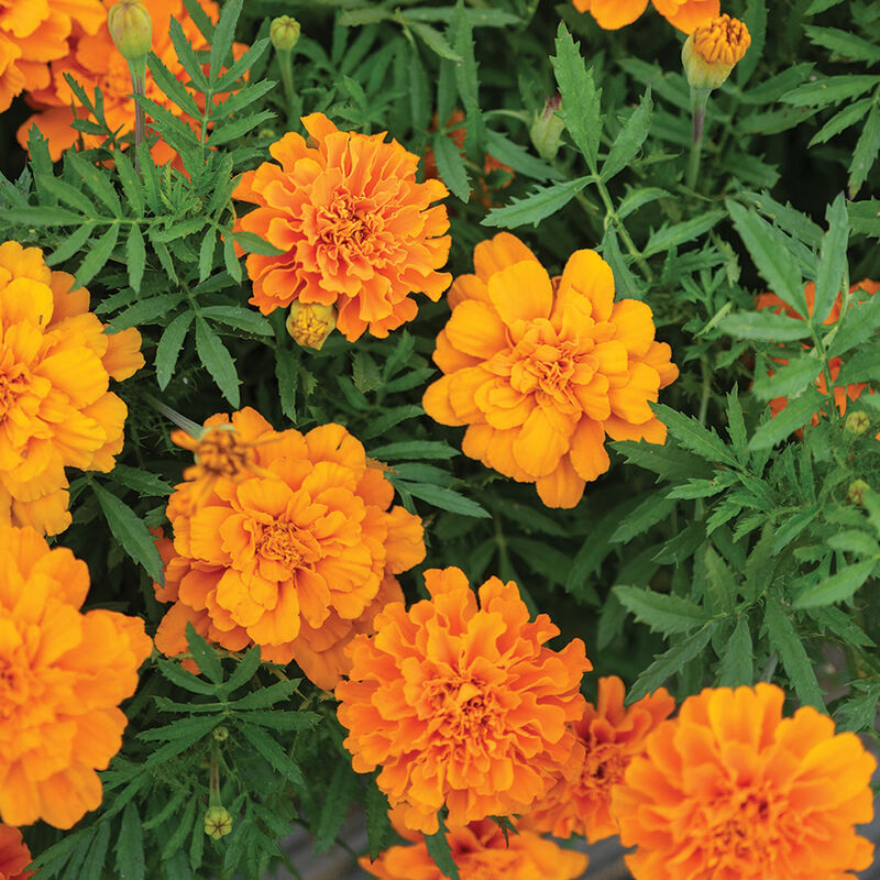 durango marigold seeds Flower Marigold French Durango Tangerine 50 Non-GMO, Open Pollinated Seeds