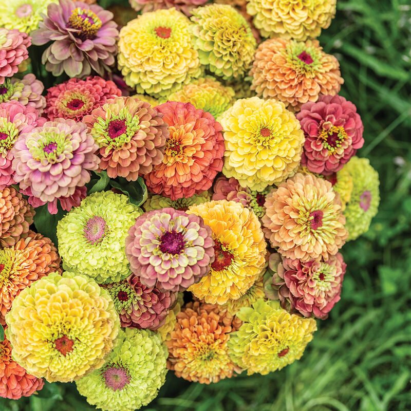 open pollinated flower seeds Flower Zinnia Queeny Formula Mix 25 Non-GMO, Open Pollinated Seeds – David's Garden Seeds®