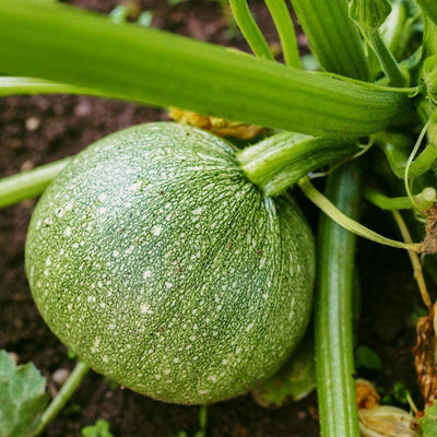 A French Heirloom Squash, this lovely little round zucchini is prized for its flavor and tenderness. Its size and shape make it a perfect squash for stuffing! A top notch producer, Ronde de Nice Squash are bush type plants. Harvest in about 50 days. Germination rate is about 80% or better.