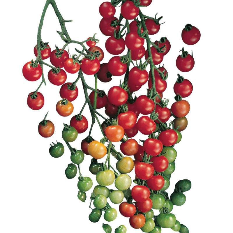 Tomato Cherry Indeterminate Supersweet 100