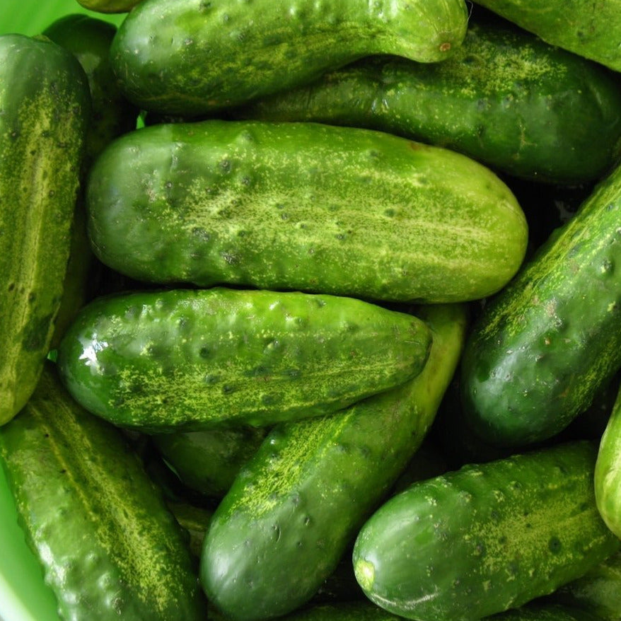 planting pickling cucumber seeds Cucumber Pickling National 50 Non-GMO, Heirloom Seeds