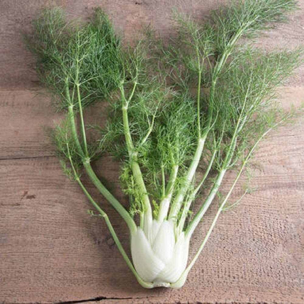 Fennel Fino 50 Non-GMO, Heirloom Seeds