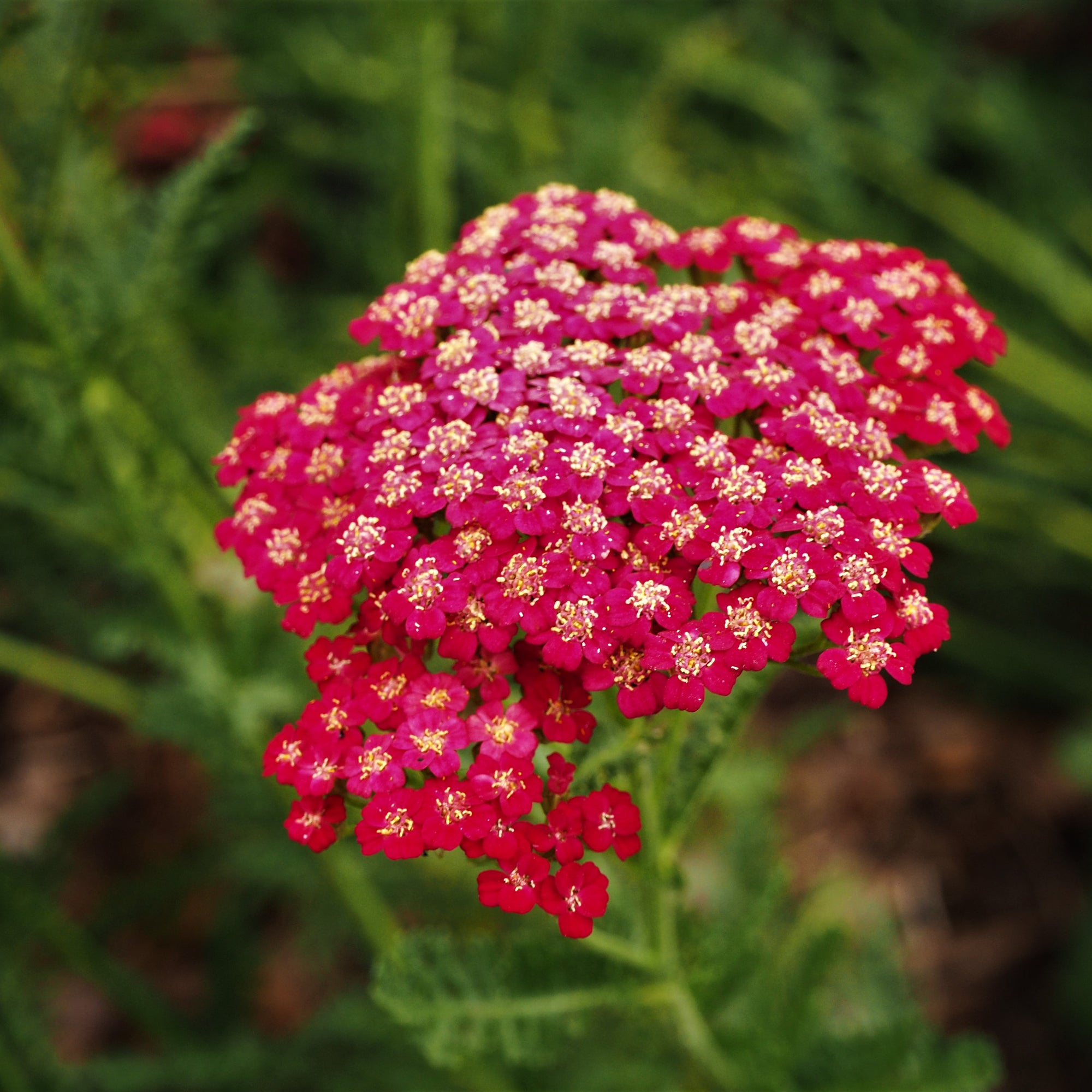 Flower Achillea Yarrow Red 200 Non-GMO, Heirloom Seeds, image size:2000x2000