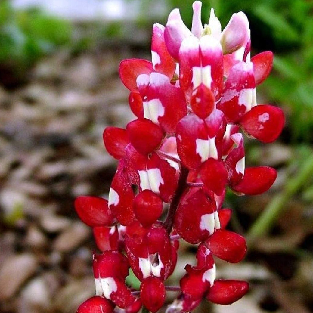 red white and blue flower seeds Flower Native Texas Bluebonnet Maroon 100 Non-GMO, Heirloom Seeds