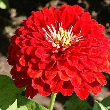 Flower Zinnia Solid Color Cherry Queen 500 Non-GMO, Heirloom Seeds