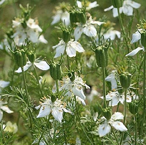 cumin seeds plant Herb Cumin 500 Non-GMO, Heirloom Seeds – David's Garden Seeds®