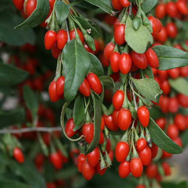 berry seeds for planting Herb Goji Berry 200 Non-GMO, Heirloom Seeds