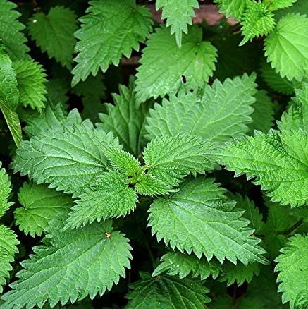 planting nettle seeds Herb Stinging Nettles 100 Non-GMO, Heirloom Seeds