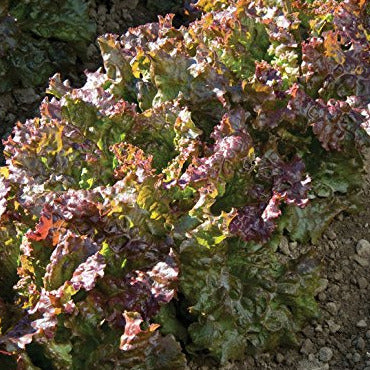 Lettuce Loose Leaf Red Sails 50 Non-GMO, Heirloom Seeds – David's Garden  Seeds®