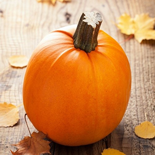 Honest Seed Co. Small Sugar Pumpkin Seeds For Planting - Non-GMO Heirloom, USA Seller