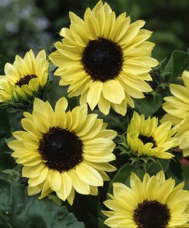 Moonshine is a dwarf branching sunflower.  Offering a gentle glow in your garden, like a full summer moon, these large, pale yellow blooms are offset by a wide, black center. A bit of a modern update to a classic look, Moonshine Sunflowers are perfect in the garden and stunning in a vase!  Blooms in about 60 days. Germination rate about 80% or better. 
