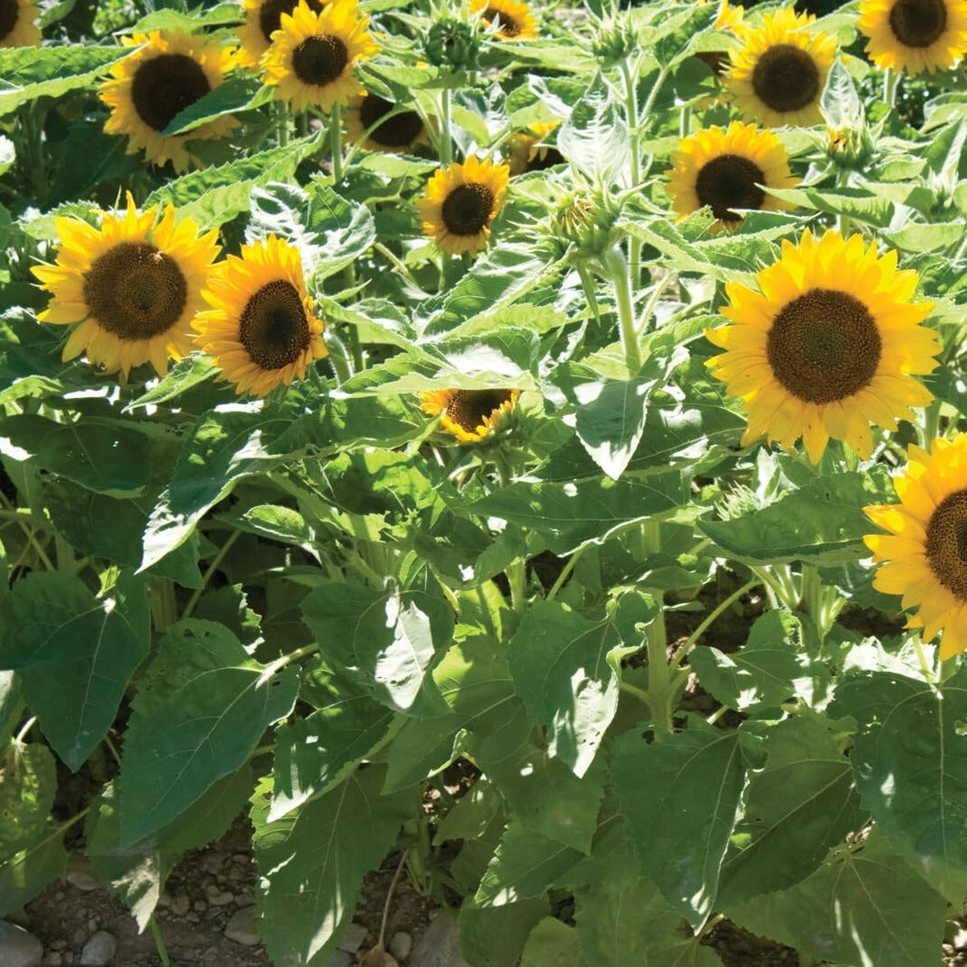big sunflower seeds for planting Sunflower Big Smile 25 Non-GMO, Open Pollinated Seeds – David's Garden Seeds ®