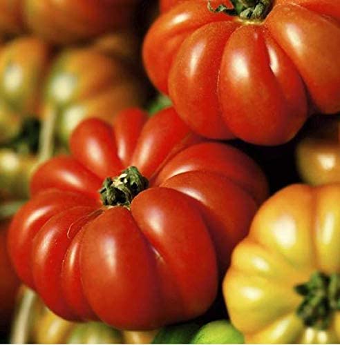 Tomato Slicing Indeterminate Costoluto Genovese 25 Non-GMO, Heirloom Seeds