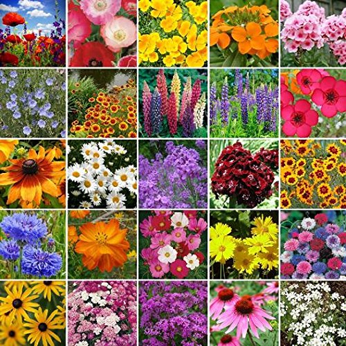 Wildflower Northeast Mix 500 Non-GMO, Heirloom Seeds  David's Garden Seeds