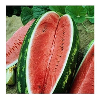A long striped melon, tough rind, firm red flesh. Small seed, 25 to 30 pounds. Keeps well. Excellent shipper. Treated Seed. Harvest in about 90 days. Germination rate about 80% or better. Developed from a sister line of Crimson Sweet. The flesh is bright red and mouth watering sweet. Very few seeds.