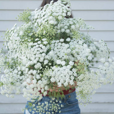 A must for cut-flower mixed bouquets. Free-flowering plants bear a multitude of lacy flower heads 5 to 6 inches across. Flowers can be dyed in an assortment of colors. Also known as false Queen Anne's lace, lace flower, false bishop's weed, large bullwort, and bishop's weed. <span class="a-list-item" data-mce-fragment="1">Germination rate about 70% or better</span>. Blooms in about 65 days.