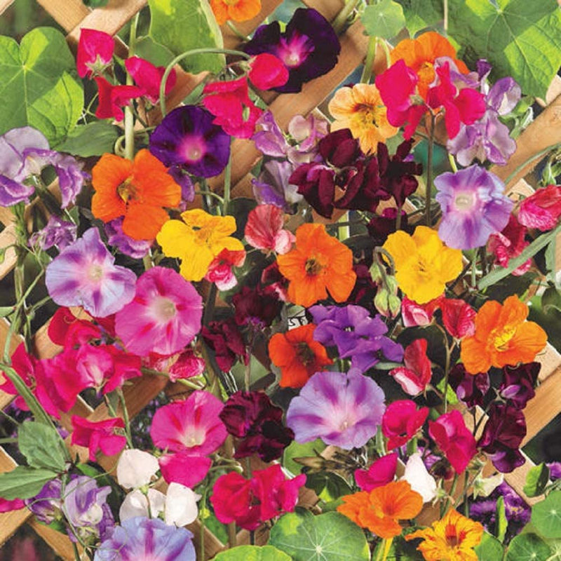 Perfectly designed for a trellis, fence or wall that needs a little color! This mixture of nasturtium, sweet pea and morning glory flowers not only climbs, it also provides the most glorious range of color: light yellows and whites, pops of pink, and deep reds and purples. It&