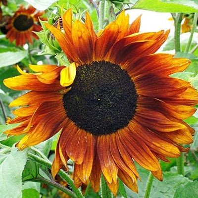 Versatile and adaptable, this bold, red/orange bloom is offset by a striking dark center, making Crimson Queen a standout in your garden! Easy to grow, plant Sunflowers in a well draining, full sun location and watch them worship the sun throughout the summer. Harvest in 60 days. Germination rate is 70% or better. 