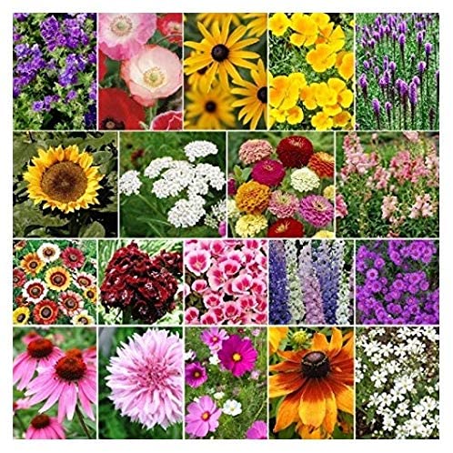 Easy to grow. Great selection of colors for late season. White Yarrow Cosmos Sensation Mix Snapdragon California Poppy Orange Cornflower Purple Coneflower Painted Daisy Larkspur Giant Imperial Mix Sweet William Shirley Poppy Sunflower Dwarf Sunspot New England Aster Godetia Gayfeather/Blazing Star Baby&