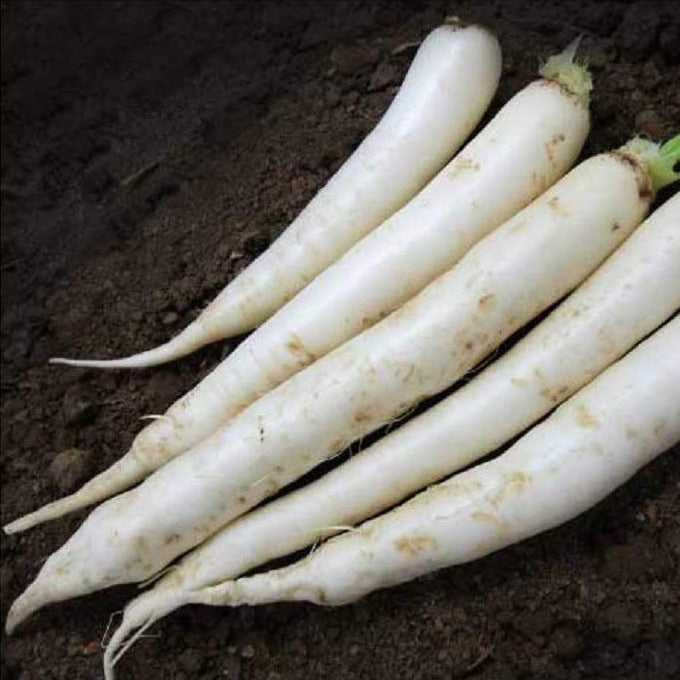 Daikon” is “radish” in Japanese, so this variety is also referred to as “Japanese Minowase Daikon”. This unusual radish will add intrigue to any garden, and delicious taste to any table. Can grow up to 24 inches long. Mild-flavored, Japanese Minowase Daikon Radish is used in many Asian cuisines, in salad, shredded or pickled and served as garnish with Sashimi. Great keeping qualities, the roots can be stored for weeks. Harvest in about 60 days. Germination rate about 80% or better. 