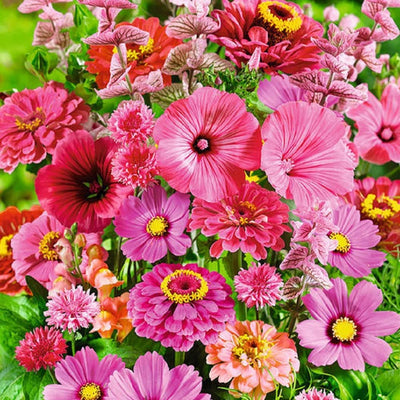 Get tickled pink with this pure annual blend! With an array of different varieties that all bloom in their first season, this mix of wildflowers will give your garden a perfectly pink pop. This pretty and vibrant wildflower mix is sure to be a long-lasting source of blooming pinkness all summer long. Various Maturity Dates. Germination rate is 70% or better.