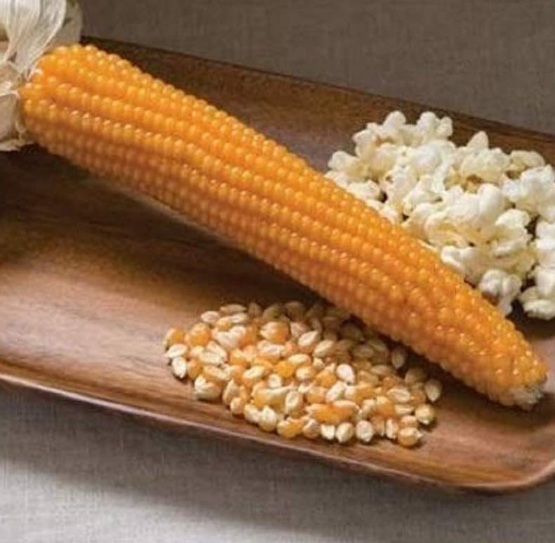 Popcorn Robust 6 Non-GMO, Hybrid Seed Sizes Available 10 Seeds