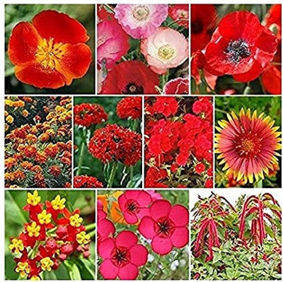 A delightful mix of red flowers that is sure to set off floral fireworks in your garden! This mix contains long time favorites like poppies and flax as well as lesser known species like Maltese Cross. A stunning mix. Suitable for all regions of North America. Blooms in about 70 days. Germination rate is about 70% or better.