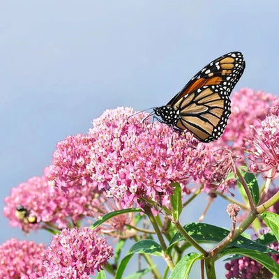 Also known as Pink Milkweed, Swamp Milkweed likes to grown in swampy areas, wet thickets, and along the shoreline, and is Ideal for gray water areas and ponds. Despite its name it will grow in drier habitats and is found growing throughout the United States. It’s small, pink and sometimes white flowers can be seen usually during the months of August and September.