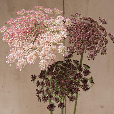 Attractive 3 to 5 inch lacy umbels atop strong, sturdy, upright stems. Flowers in shades of dark purple, pink, or white. Highly productive with 7 to 15 stems per plant. Long-lasting in bouquets. Also known as Queen Anne's lace, ornamental carrot, and wild carrot. Blooms in about 65 to 75 days. <span class="a-list-item" data-mce-fragment="1">Germination rate about 70% or better</span>. 