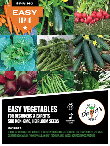 Top 10 Easiest Vegetables to Grow from Seed for Beginners